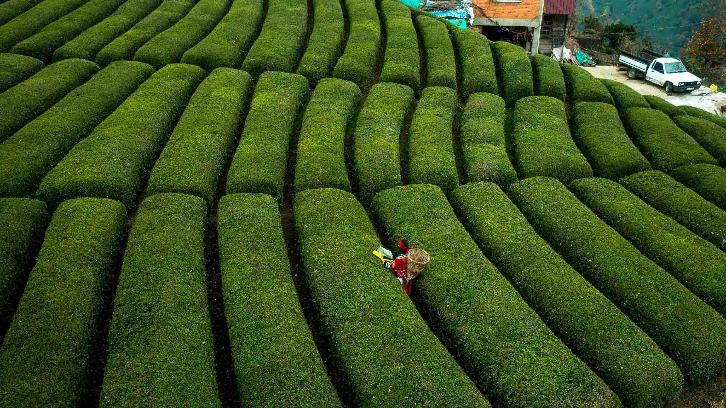 Rize