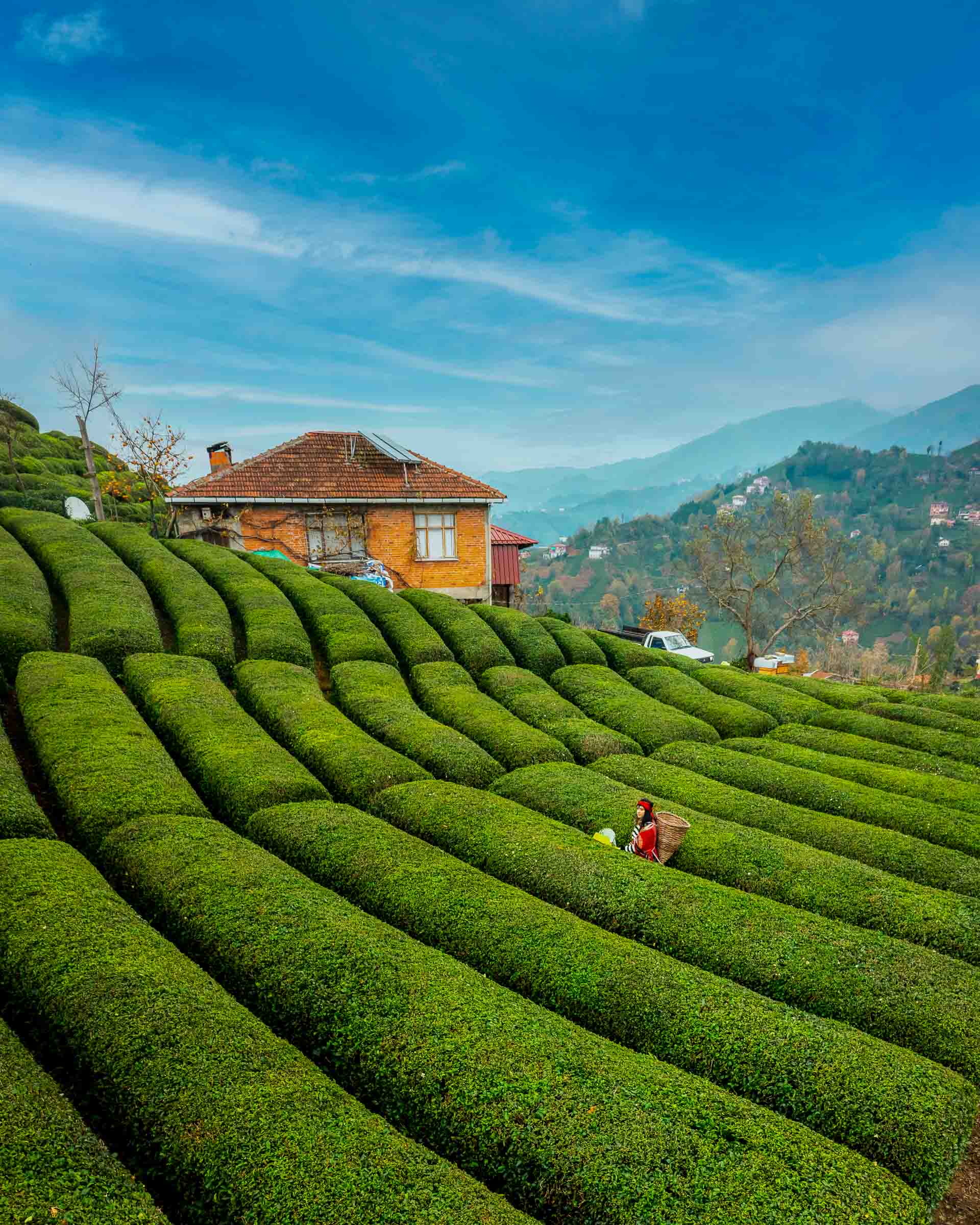 Ceceva Tea Gardens