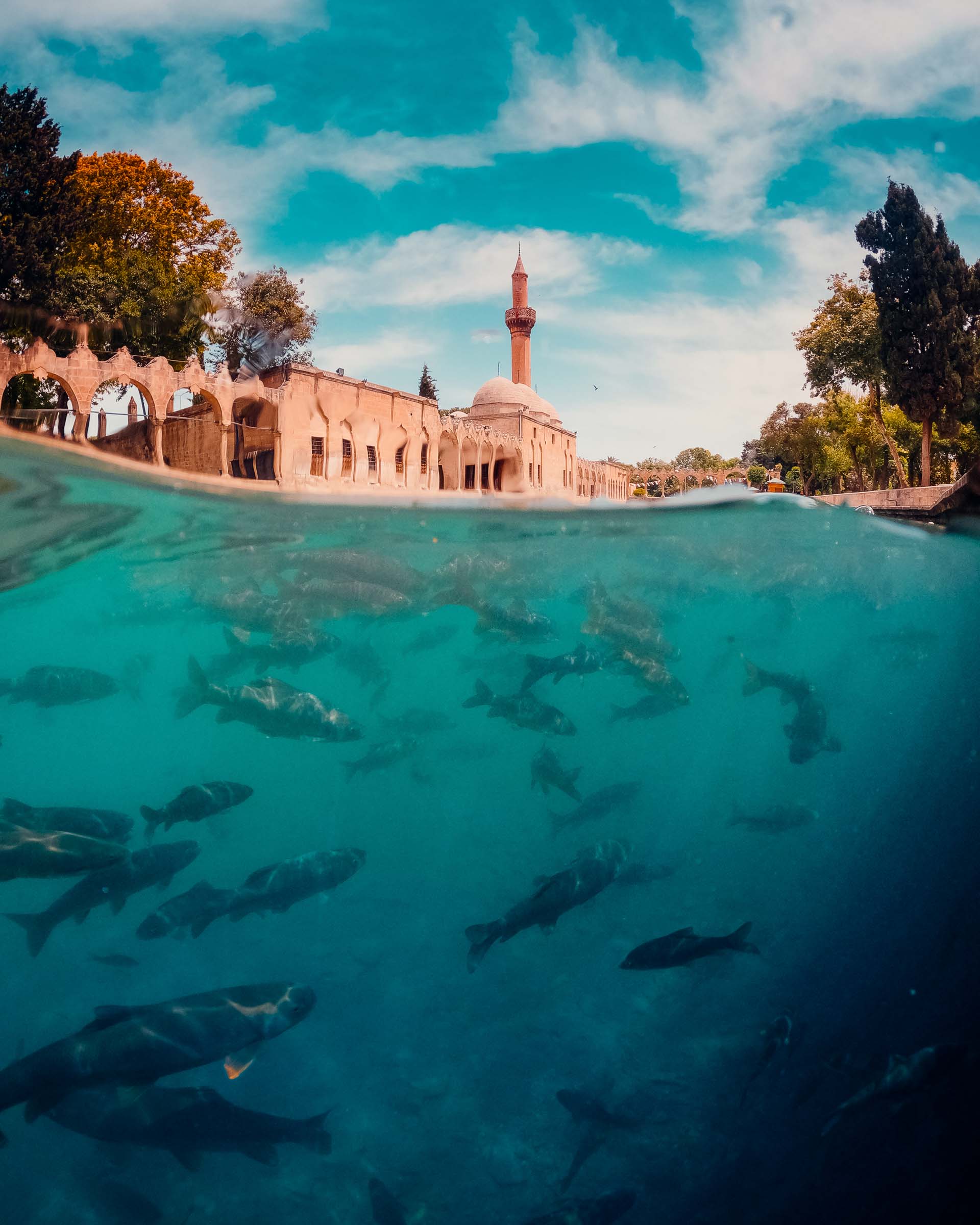 Balikligol sacred carp pool