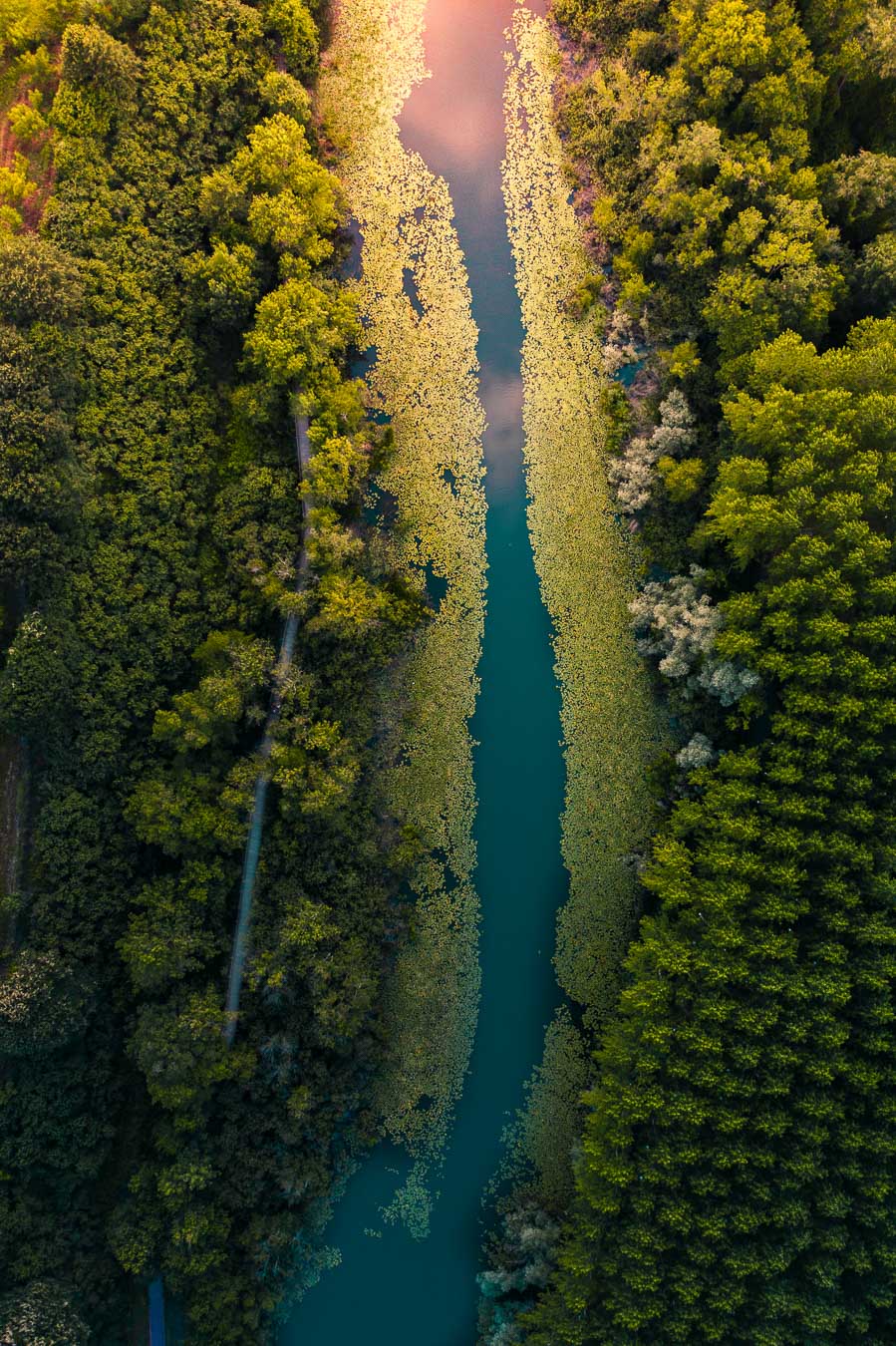 Aerial view of a water channel running through the flooded Acarlar forest, Sakarya