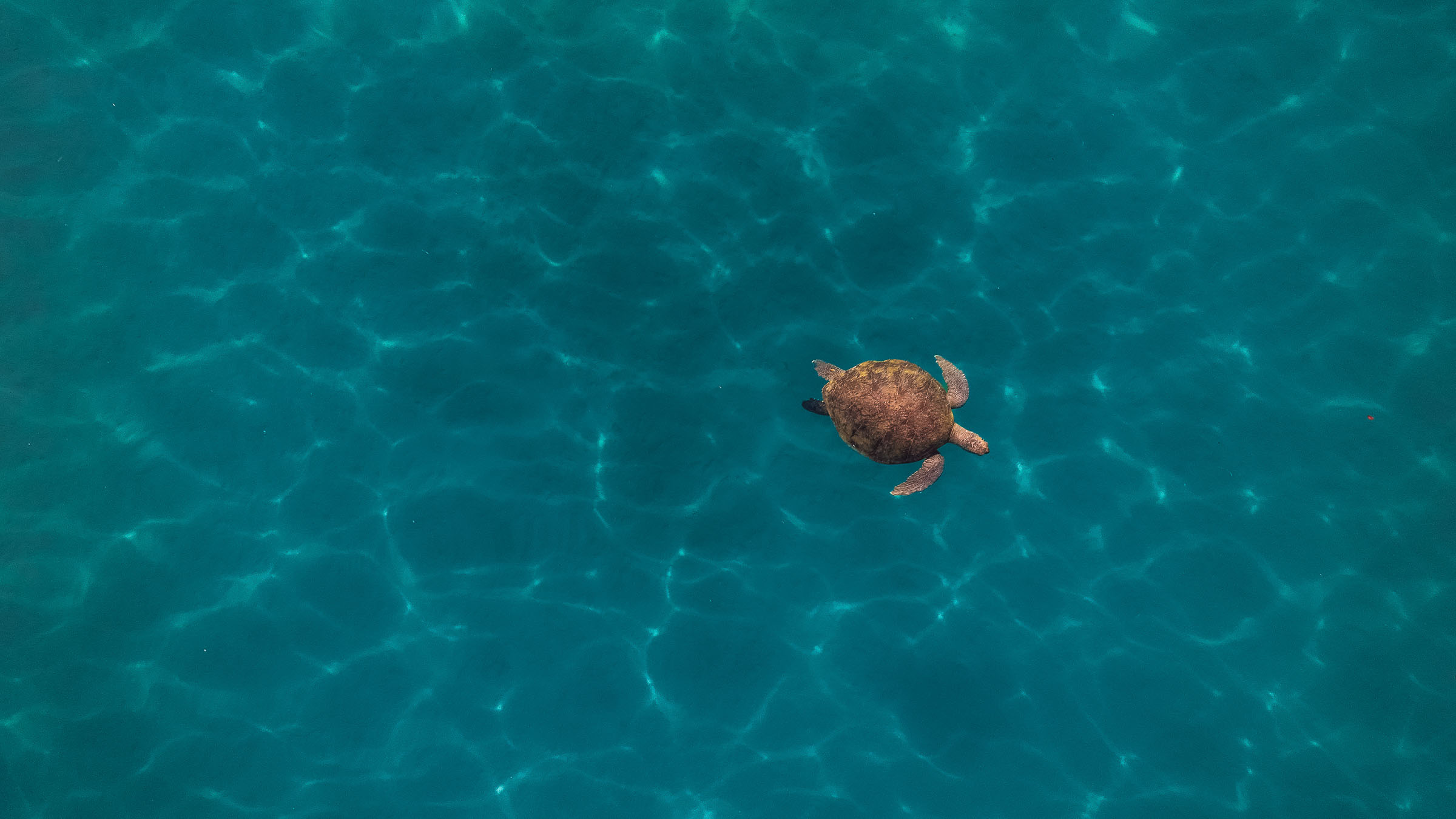 Aerial view of a sea turtle swimming in clear turquoise water off the Antalya coast